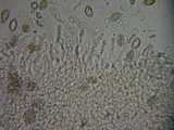 Hebeloma fragilipes image