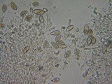 Hebeloma fragilipes image