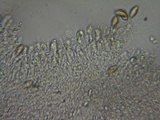 Hebeloma fragilipes image