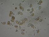 Hebeloma fragilipes image
