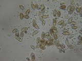 Hebeloma fragilipes image