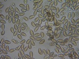 Hebeloma helodes image