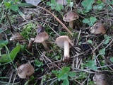 Inocybe leiocephala image