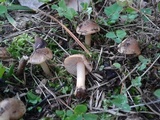 Inocybe leiocephala image