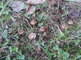 Inocybe leiocephala image