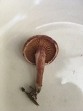 Gymnopilus luteofolius image