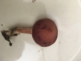 Gymnopilus luteofolius image