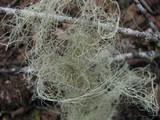 Alectoria sarmentosa image