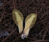 Rhopalogaster transversarium image