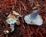 Cortinarius glaucocephalus image