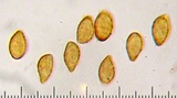 Cortinarius glaucocephalus image