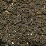 Fuscopannaria coralloidea image