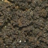 Fuscopannaria coralloidea image