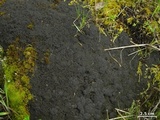 Fuscopannaria coralloidea image