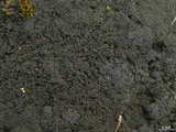 Fuscopannaria coralloidea image