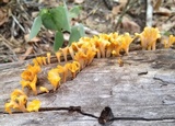 Dacryopinax spathularia image