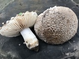 Amanita pruittii image
