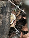 Crepidotus mollis image