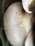 Crepidotus mollis image
