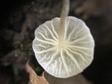 Hemimycena candida image