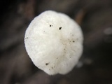 Hemimycena candida image