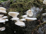 Pleurotus pulmonarius image