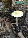 Amanita russuloides image