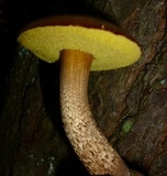 Boletellus chrysenteroides image