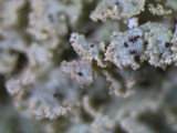 Physcia millegrana image