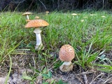 Amanita persicina image