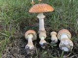 Amanita persicina image