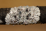 Physcia stellaris image