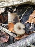Arrhenia epichysium image