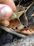 Arrhenia epichysium image