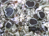 Physcia stellaris image