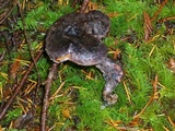 Sarcodon fuscoindicus image