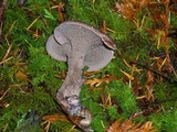 Sarcodon fuscoindicus image