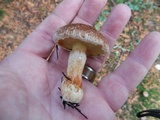 Suillus lakei image