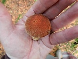 Suillus lakei image