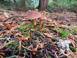 Suillus lakei image