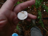 Hygrophorus eburneus image