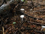 Hygrophorus eburneus image