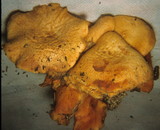 Gymnopilus aeruginosus image