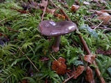 Lactarius pseudomucidus image