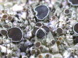 Physcia stellaris image