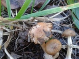 Inocybe cookei image