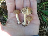 Inocybe cookei image