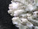 Physcia stellaris image
