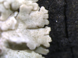 Physcia stellaris image