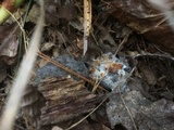 Arachnopeziza aurelia image